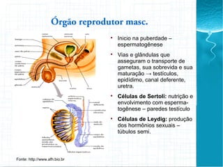 Órgão reprodutor masc.

Inicio na puberdade –
espermatogênese

Vias e glândulas que
asseguram o transporte de
gametas, sua sobrevida e sua
maturação → testículos,
epidídimo, canal deferente,
uretra.

Células de Sertoli: nutrição e
envolvimento com esperma-
togênese – paredes testículo

Células de Leydig: produção
dos hormônios sexuais –
túbulos semi.
Fonte: http://www.afh.bio.br
 