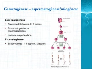 Espermatogênese

Processo total cerca de 2 meses

Espermatogônias →
espermatozoides

Inicia-se na puberdade
Espermiogênese

Espermátides → 4 esperm. Maduros
Gametogênese – espermatogênese/miogênese
Fonte: http://www.famema.b
 