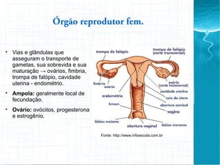 Órgão reprodutor fem.

Vias e glândulas que
asseguram o transporte de
gametas, sua sobrevida e sua
maturação → ovários, fimbria,
trompa de falópio, cavidade
uterina - endométrio.

Ampola: geralmente local de
fecundação.

Ovário: ovócitos, progesterona
e estrogênio.
Fonte: http://www.infoescola.com.br
 