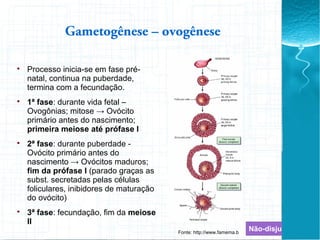 
Processo inicia-se em fase pré-
natal, continua na puberdade,
termina com a fecundação.

1ª fase: durante vida fetal –
Ovogônias; mitose → Ovócito
primário antes do nascimento;
primeira meiose até prófase I

2ª fase: durante puberdade -
Ovócito primário antes do
nascimento → Ovócitos maduros;
fim da prófase I (parado graças as
subst. secretadas pelas células
foliculares, inibidores de maturação
do ovócito)

3ª fase: fecundação, fim da meiose
II
Gametogênese – ovogênese
Fonte: http://www.famema.b
Não-disjunção
 