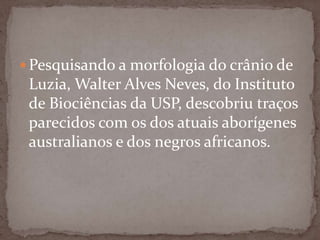  Pesquisando a morfologia do crânio de

Luzia, Walter Alves Neves, do Instituto
de Biociências da USP, descobriu traços
parecidos com os dos atuais aborígenes
australianos e dos negros africanos.

 
