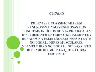 COBRAS

     PODEM SER CLASSIFICADAS EM
   VENENOSAS E NÃO VENENOSAS E OS
PRINCIPAIS INDÍCIOS DE SUA PICADA ALEM
DO FERIMENTO EXTERNO (GERALMENTE 2
BURACOS NA PELE) SÃO DOR PERSISTENTE
    NO LOCAL, DORES MUSCULARES,
VERMELHIDÃO NO LOCAL, INCHAÇO. ISTO
   DEPENDE DO GRUPO A QUE A COBRA
               PERTENCE.
 