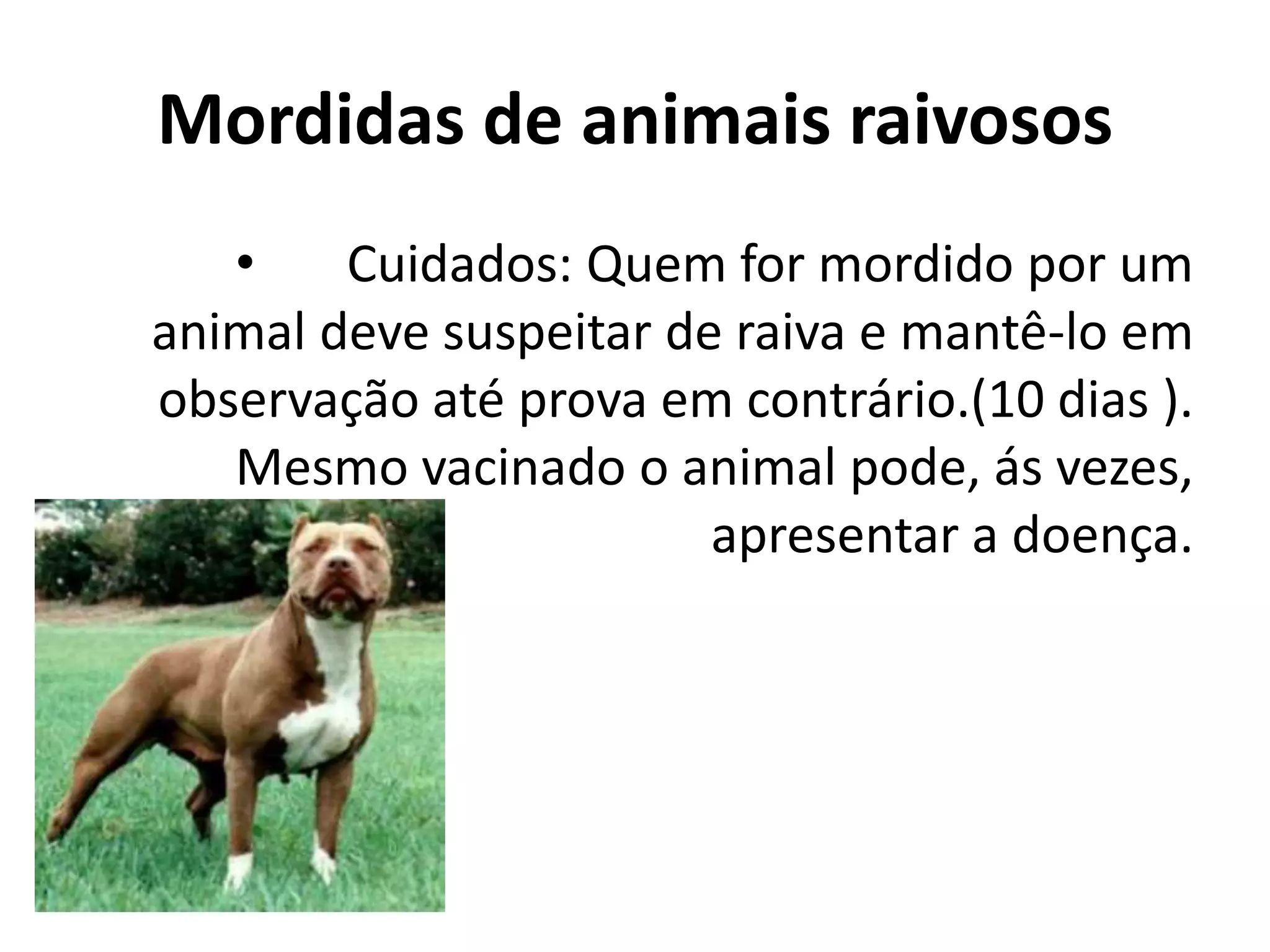 Primeiros socorros ataque animal | PPTX