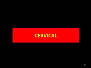 CERVICAL
23
 
