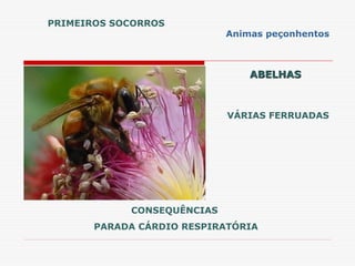 ABELHAS
ABELHAS
CONSEQUÊNCIAS
PARADA CÁRDIO RESPIRATÓRIA
VÁRIAS FERRUADAS
PRIMEIROS SOCORROS
Animas peçonhentos
 