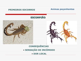 ESCORPIÃO
ESCORPIÃO
CONSEQUÊNCIAS
• SENSAÇÃO DE INCÔMODO
• DOR LOCAL
PRIMEIROS SOCORROS Animas peçonhentos
 