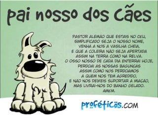 Primeiros socorros em cães e gatos