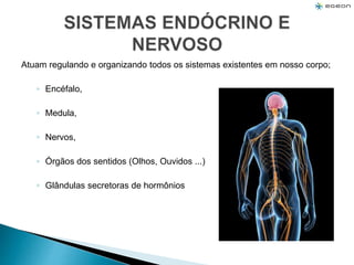 Atuam regulando e organizando todos os sistemas existentes em nosso corpo;
◦ Encéfalo,
◦ Medula,
◦ Nervos,
◦ Órgãos dos sentidos (Olhos, Ouvidos ...)
◦ Glândulas secretoras de hormônios
 