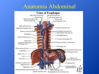 Anatomia Abdominal

 