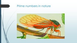 Prime numbers in nature
 