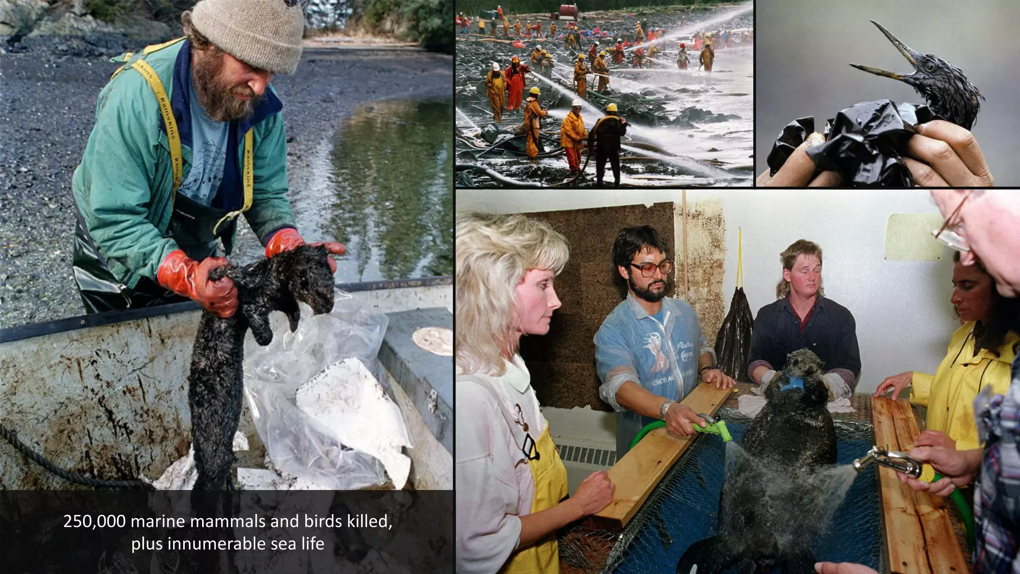 250,000 marine mammals and birds killed,
plus innumerable sea life
 