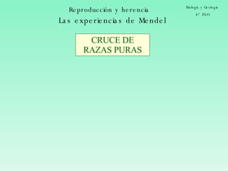 Reproducción y herencia Biología y Geología 4.º ESO Las experiencias de Mendel CRUCE DE RAZAS PURAS 