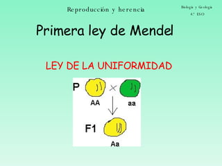 Reproducción y herencia Biología y Geología 4.º ESO Primera ley de Mendel LEY DE LA UNIFORMIDAD 