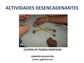 ACTIVIDADES DESENCADENANTES CULTIVO DE TEJIDOS VEGETALES ROBINSON SALAZAR DÍAZ [email_address] 