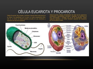 CÉLULA EUCARIOTA Y PROCARIOTA
Célula Procariota: Muy simples y primitivas. Apenas tienen estructuras en   Célula Eucariota: Células características del resto de los organismos
                                                                            unicelulares y pluricelulares, animales y vegetales. Su estructura es
su interior. Se caracterizan por no tener un núcleo propiamente dicho;      más evolucionada y compleja que la de los procariotas. Tienen
esto es, no tienen el material genético envuelto en una membrana y          orgánulos celulares y un núcleo verdadero separado del citoplasma
separado del resto del citoplasma.                                          por una envoltura nuclear.
 
