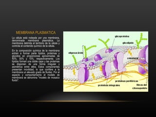 MEMBRANA PLASMATICA
La célula está rodeada por una membrana,
denominada membrana plasmática. La
membrana delimita el territorio de la célula y
controla el contenido químico de la célula.
En la composición química de la membrana
entran a formar parte lípidos, proteínas y
glúcidos en proporciones aproximadas de
40%, 50% y 10%, respectivamente. Los
lípidos forman una doble capa y las proteínas
se disponen de una forma irregular y
asimétrica entre ellos. Estos componentes
presentan movilidad, lo que confiere a la
membrana un elevado grado de fluidez. Por el
aspecto y comportamiento el modelo de
membrana se denomina "modelo de mosaico
fluido".
 