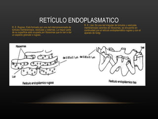 RETÍCULO ENDOPLASMATICO
                                                               R. E. Liso: Es una red irregular de túmulos y vesículas
R. E. Rugoso: Está formado por una red interconexionada de     membranosas carentes de ribosomas, se encuentra en
túmulos membranosos, vesículas y cisternas. La mayor parte     continuidad con el retículo endoplasmático rugoso y con el
de su superficie está ocupada por ribosomas que le van a dar   aparato de Golgi.
un aspecto granular o rugoso.
 