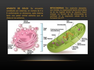 APARATO DE GOLGI: Se encuentra                MITOCONDRIAS: Son orgánulos alargados,
constituido por cisternas, en número de 4 a   son móviles, su organización dentro de la célula
                                              es en los lugares donde se requiera mayor
8 conformando un dictosoma, cada cisterna     energía. La función de las mitocondrias es
tiene una pared central estrecha que se       participar en la respiración celular con la
dilata en los extremos.                       formación de ATP.
 