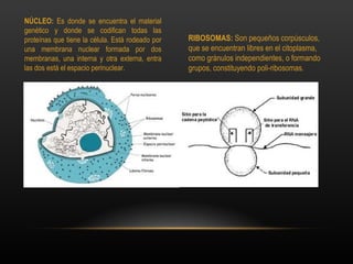 NÚCLEO: Es donde se encuentra el material
genético y donde se codifican todas las
proteínas que tiene la célula. Está rodeado por   RIBOSOMAS: Son pequeños corpúsculos,
una membrana nuclear formada por dos              que se encuentran libres en el citoplasma,
membranas, una interna y otra externa, entra      como gránulos independientes, o formando
las dos está el espacio perinuclear.              grupos, constituyendo poli-ribosomas.
 