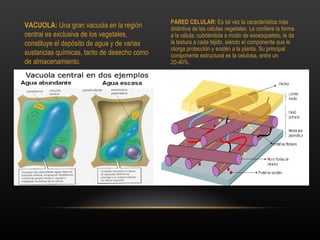 PARED CELULAR: Es tal vez la característica más
VACUOLA: Una gran vacuola en la región       distintiva de las células vegetales. Le confiere la forma
central es exclusiva de los vegetales,       a la célula, cubriéndola a modo de exoesqueleto, le da
constituye el depósito de agua y de varias   la textura a cada tejido, siendo el componente que le
                                             otorga protección y sostén a la planta. Su principal
sustancias químicas, tanto de desecho como   componente estructural es la celulosa, entre un
de almacenamiento.                           20-40%.
 
