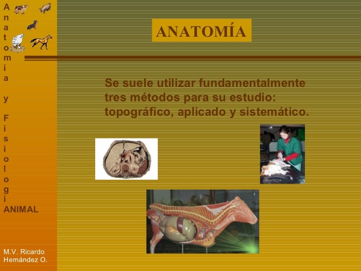 Diapositivas De Anatoma Y Fisiologa Animal Slide Set