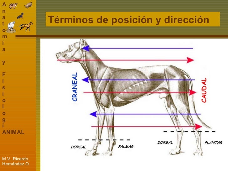 Unidad 1 Conceptos Basicos de Anatomia y Fisiologia Animal