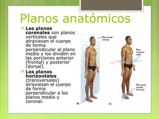Planos anatómicos
 Los planos
coronales son planos
verticales que
atraviesan el cuerpo
de forma
perpendicular al plano
me...