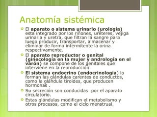 Anatomía sistémica
 El aparato o sistema urinario (urología)
esta integrado por los riñones, uréteres, vejiga
urinaria y ...