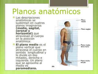 Planos anatómicos
 Las descripciones
anatómicas se
sustentan en cuatros
planos imaginarios
(medio, sagital,
coronal y
hor...