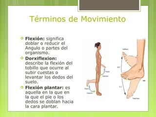 Términos de Movimiento
 Flexión: significa
doblar o reducir el
Angulo o partes del
organismo.
 Dorxiflexion:
describe la...