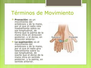 Términos de Movimiento
 Pronación: es un
movimiento del
antebrazo y de la mano,
por el que el radio rota
medialmente sobr...