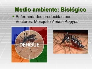 Medio ambiente: Biológico
 Enfermedades producidas por
 Vectores. Mosquito Aedes Aegypti
 