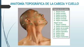 ANATOMÍA TOPOGRÁFICA DE LA CABEZA Y CUELLO
 