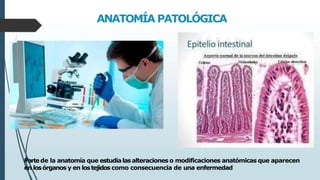 ANATOMÍA PATOLÓGICA
Partede la anatomía que estudia las alteraciones o modificaciones anatómicas que aparecen
en losórganos y en lostejidos como consecuencia de una enfermedad
 