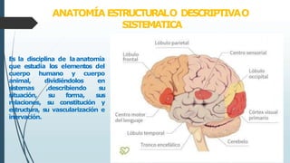 ANATOMÍA ESTRUCTURALO DESCRIPTIVAO
SISTEMATICA
Es la disciplina de laanatomía
que estudia los elementos del
humano y cuerpo
dividiéndolos
cuerpo
animal,
sistemas
en
,describiendo su
situación, su forma, sus
relaciones, su constitución y
estructura, su vascularización e
inervación.
 