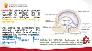• Herófilo creía que el cerebro
(y no el corazón) era el
“asiento del alma”, fue el
primero en distinguir entre
sistema nervioso central y
periférico.
• Así como en diferenciar los
nervios craneales y los
espinales; descubrió al menos
siete de los nervios craneales
y le puso
nombre a
seis
oculomotor,
trigémin
o,
(óptic
o,
facia
l,
auditivo e
hipogloso).
PRENSA DE HEROFILO: Confluencia de los senos
cerebrales longitudinal superior, recto y transversos. Se
encuentra junto a la protuberancia occipital interna.
 