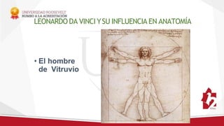 LEONARDO DA VINCI YSU INFLUENCIA EN ANATOMÍA
• El hombre
de Vitruvio
 