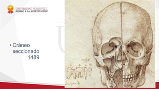 • Cráneo
seccionado
1489
 