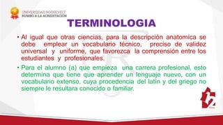 TERMINOLOGIA
• Al igual que otras ciencias, para la descripción anatomíca se
debe emplear un vocabulario técnico, preciso de validez
universal y uniforme, que favorezca la comprensión entre los
estudiantes y profesionales.
• Para el alumno (a) que empieza una carrera profesional, esto
determina que tiene que aprender un lenguaje nuevo, con un
vocabulario extenso, cuya procedencia del latín y del griego no
siempre le resultara conocido o familiar.
 