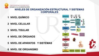 NIVELES DE ORGANIZACIÓN ESTRUCTURAL Y SISTEMAS
CORPORALES
1 NIVEL QUÍMICO
2 NIVEL CELULAR
3 NIVEL TISULAR
4 NIVEL DE ÓRGANOS
5 NIVEL DE APARATOS Y SISTEMAS
6 NIVEL DE ORGANISMO
 