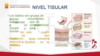 NIVEL TISULAR
• Los tejidos son grupos de
células
y
materiale
s
circundantes
que en
conjunto
para
un
a
determinad
a
trabaja
n
cumplir
función
.
• Existe
n
básico
s
tan solo
de
tejido
s
cuatro
tipo
s
en el
organismo:
Epitelial
,
conectivo
,
muscular y
nervioso.
 