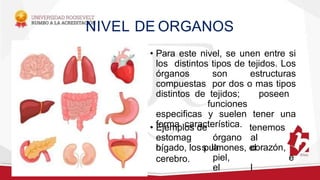 NIVEL DE ORGANOS
• Para este nivel, se unen entre si
los distintos tipos de tejidos. Los
órganos son estructuras
compuestas por dos o mas tipos
distintos de tejidos; poseen
funciones
especificas y suelen tener una
forma característica.
• Ejemplos
estomag
o,
de
órgano
s la
piel,
el
tenemos
al
corazón,
e
l
hígado, los pulmones, el
cerebro.
 