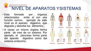 NIVEL DE APARATOS YSISTEMAS
• Esta formado por órganos
relacionados entre si con una
función común, ejemplo de este
nivel es el aparato digestivo, que
degrada y absorbe los alimentos.
• A veces un mismo órgano forma
parte de mas de un sistema. Por
ejemplo, el páncreas forma parte
del aparato digestivo como del
sistema endocrino.
 