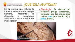 ¿QUE ESLA ANATOMIA?
• Es la ciencia que estudia la
forma y estructura del cuerpo
humano, mediante la
disección o separación
artificiosa u otros medios de
investigación .
• Etimología: Se deriva del
término griego anatomos,
formado por las siguientes
raíces, ana (por medio de) y
tome (corte).
 