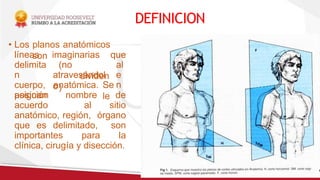 DEFINICION
• Los planos anatómicos
son
(no
dividen
)
atravesándol
o
imaginarias que
al
e
n
líneas
delimita
n
cuerpo,
posición
anatómica. Se
le
asignan nombre de
acuerdo al sitio
anatómico, región, órgano
que es delimitado, son
importantes para la
clínica, cirugía y disección.
 
