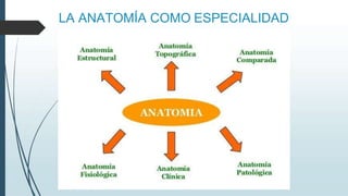 LA ANATOMÍA COMO ESPECIALIDAD
 