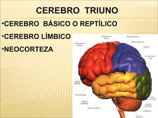 CEREBRO TRIUNO
•CEREBRO BÁSICO O REPTÍLICO
•CEREBRO LÍMBICO
•NEOCORTEZA
 