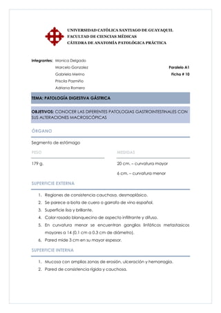UNIVERSIDAD CATÓLICA SANTIAGO DE GUAYAQUIL
                   FACULTAD DE CIENCIAS MÉDICAS
                   CÁTEDRA DE ANATOMÍA PATOLÓGICA PRÁCTICA



Integrantes: Monica Delgado
             Marcelo Gonzalez                                         Paralelo A1
             Gabriela Merino                                           Ficha # 10
             Priscila Pazmiño
             Adriana Romero

TEMA: PATOLOGÍA DIGESTIVA GÁSTRICA


OBJETIVOS: CONOCER LAS DIFERENTES PATOLOGIAS GASTROINTESTINALES CON
SUS ALTERACIONES MACROSCÓPICAS


ÓRGANO

Segmento de estómago

PESO                                       MEDIDAS

179 g.                                     20 cm. – curvatura mayor

                                           6 cm. – curvatura menor

SUPERFICIE EXTERNA

   1. Regiones de consistencia cauchosa, desmoplásico.
   2. Se parece a bota de cuero o garrafo de vino español.
   3. Superficie lisa y brillante.
   4. Color rosado blanquecino de aspecto infiltrante y difuso.
   5. En curvatura menor se encuentran ganglios linfáticos metastasicos
         mayores a 14 (0.1 cm a 0.3 cm de diámetro).
   6. Pared mide 3 cm en su mayor espesor.

SUPERFICIE INTERNA

   1. Mucosa con amplias zonas de erosión, ulceración y hemorragia.
   2. Pared de consistencia rígida y cauchosa.
 