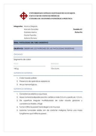 UNIVERSIDAD CATÓLICA SANTIAGO DE GUAYAQUIL
                     FACULTAD DE CIENCIAS MÉDICAS
                     CÁTEDRA DE ANATOMÍA PATOLÓGICA PRÁCTICA



Integrantes: Monica Delgado
              Marcelo Gonzalez                                    Paralelo A1
              Gabriela Merino                                      Ficha #16
              Priscila Pazmiño
              Adriana Romero

TEMA: PATOLOGIAS DEL TUBO DIGESTIVO


OBJETIVOS: OBSERVAR LOS PATRONES DE LAS PATOLOGIAS DIGESTIVAS


ÓRGANO

Segmento de colon

PESO                                        MEDIDAS

142 g.                                      13 x 5 cm.

SUPERFICIE EXTERNA

   1. Color rosado pálido
   2. Presencia de apéndices epiploicos
   3. Arcos hemorrágicos

SUPERFICIE INTERNA

   1. Consistencia elástica cauchosa
   2. Masa tumoral polipoide porción cefálica mide 3.5 cm y pedículo 1.5 cm.
   3. De superficie irregular multilobulada de color rosado grisáceo y
         consistencia friable y frágil
   4. Tumor infiltro la pared hasta llegar a la mucosa
   5. Lesiones tumorales sésiles son de carácter malignos forma una masa
         fungiforme que infiltra la pared
 
