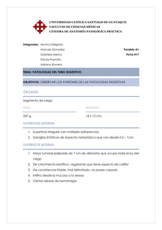 UNIVERSIDAD CATÓLICA SANTIAGO DE GUAYAQUIL
                   FACULTAD DE CIENCIAS MÉDICAS
                   CÁTEDRA DE ANATOMÍA PATOLÓGICA PRÁCTICA



Integrantes: Monica Delgado
             Marcelo Gonzalez                                      Paralelo A1
             Gabriela Merino                                         Ficha #17
             Priscila Pazmiño
             Adriana Romero

TEMA: PATOLOGIAS DEL TUBO DIGESTIVO


OBJETIVOS: OBSERVAR LOS PATRONES DE LAS PATOLOGIAS DIGESTIVAS


ÓRGANO

Segmento de ciego

PESO                                         MEDIDAS

247 g.                                       16 x 12 cm.

SUPERFICIE EXTERNA

   1. Superficie irregular con múltiples adherencias
   2. Ganglios linfáticos de Aspecto metastásico que van desde 0.5 – 1cm.

SUPERFICIE INTERNA

   1. Masa tumoral polipoide de 7 cm de diámetro que ocupa toda la luz del
         ciego
   2. De crecimiento exofítico, vegetante que tiene aspecto de coliflor
   3. De consistencia friable, mal delimitado, no posee capsula
   4. Infiltra desde la mucosa a la serosa
   5. Ciertas aéreas de hemorragia
 